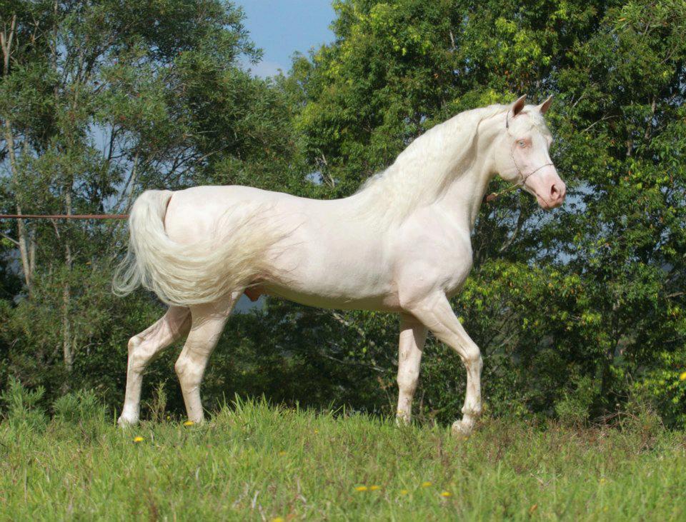 Cremello Horse